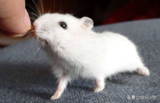 喵星人可爱的宠物,新手如何养喵星人和汪星人