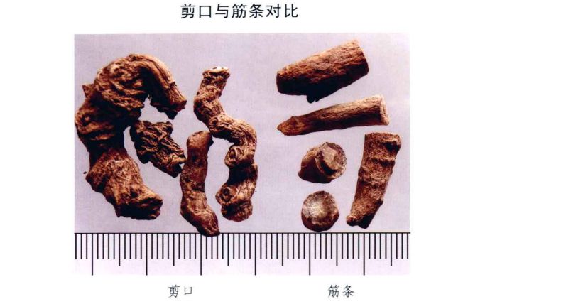 云南三七真伪查询,三七药材的真伪鉴别