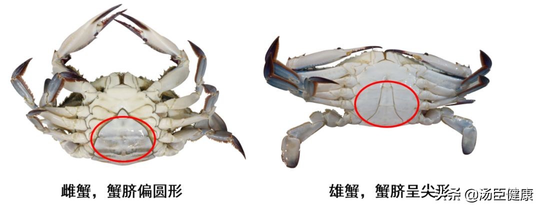 一只螃蟹把一个人吃得只剩下半身,一只螃蟹把另一只螃蟹给吃了