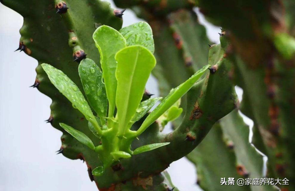 霸王鞭叶子落了还会长新的吗,霸王鞭叶子黄了是什么原因