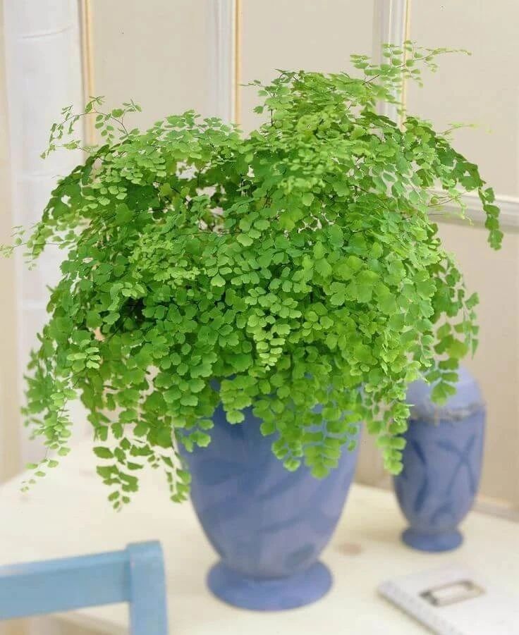 盆栽铁线蕨叶子容易发黄干枯，如何才能让叶子常年翠绿呢？