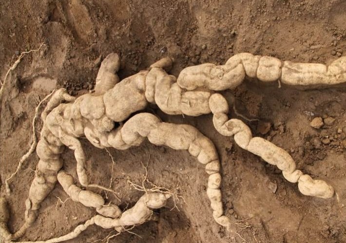 天花粉麦冬的功效与作用,天花粉功效研究