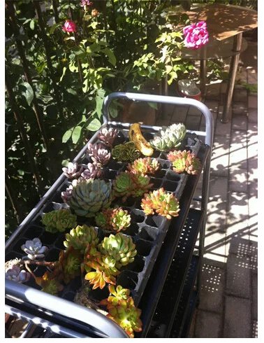 鑺辨埧濮戝澶氳倝閰嶅湡,鑺辨埧濮戝鐜夐湶澶氳倝