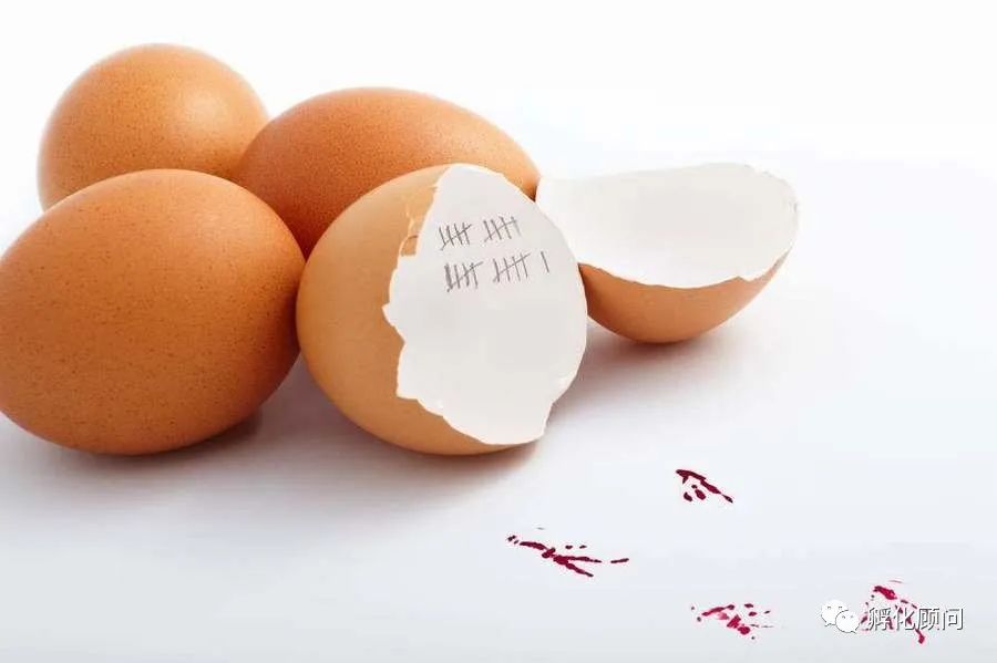 鸡蛋怎么孵化成小鸡,如何用灯照孵化鸡蛋