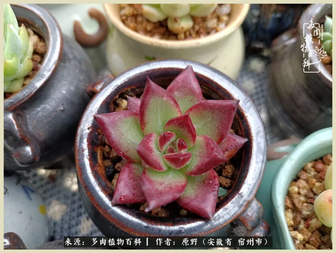 梅雨袭，酷暑至，多肉进入历劫季