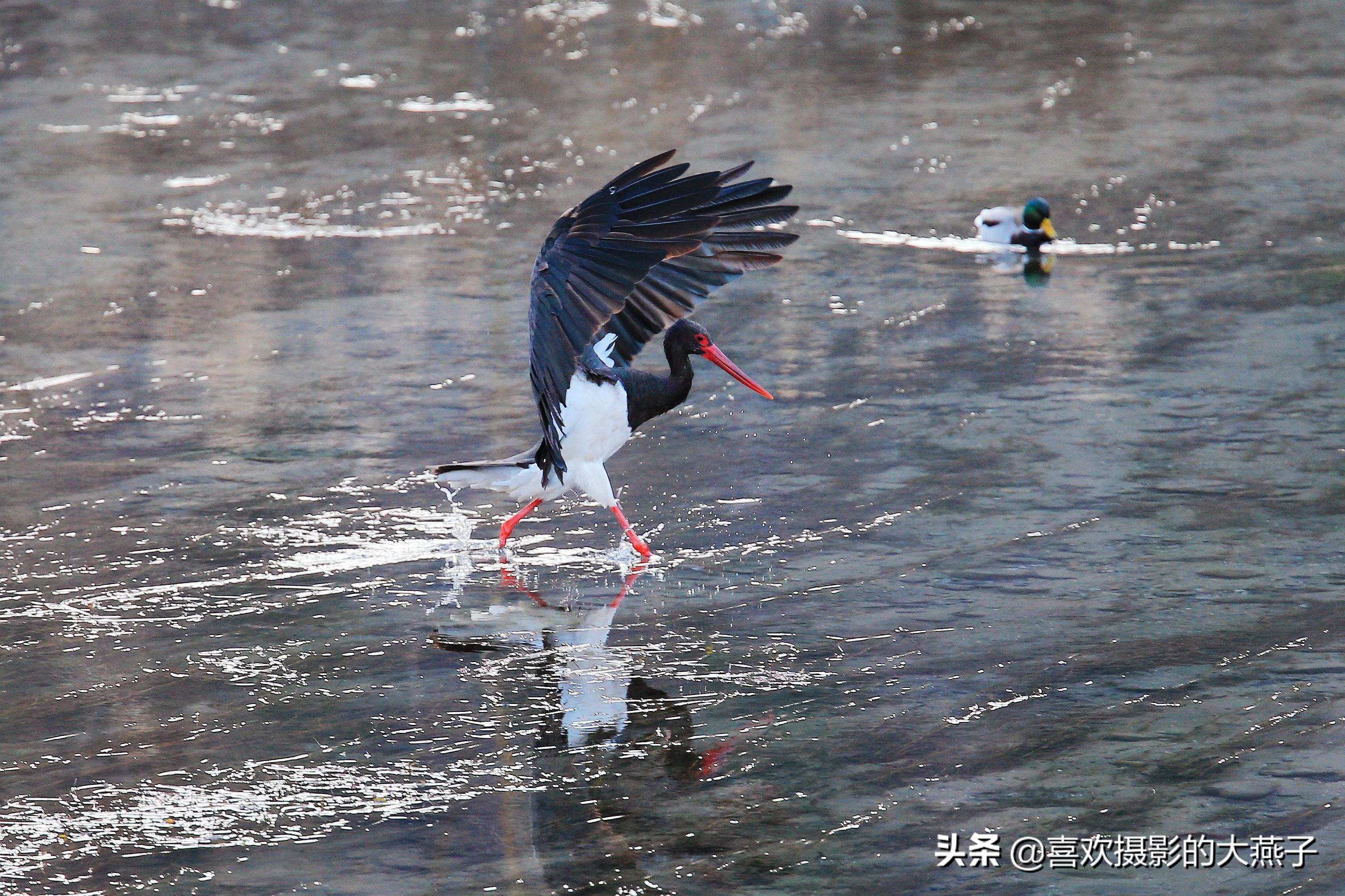 閲庣敓榛戦钩,榛戦钩椋炵繑鍥剧墖