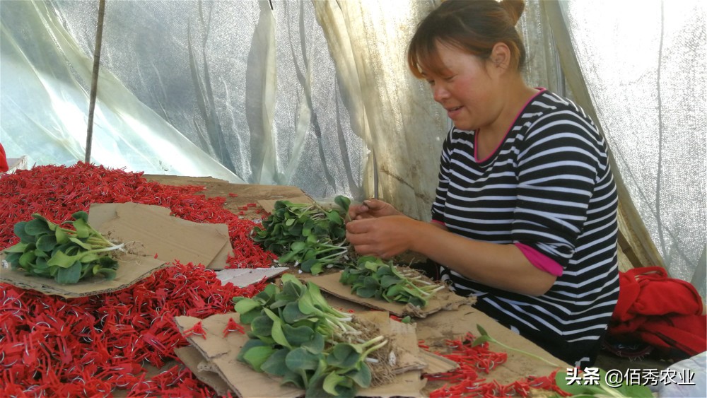 在农村种植没销路,在农村种地挣钱不