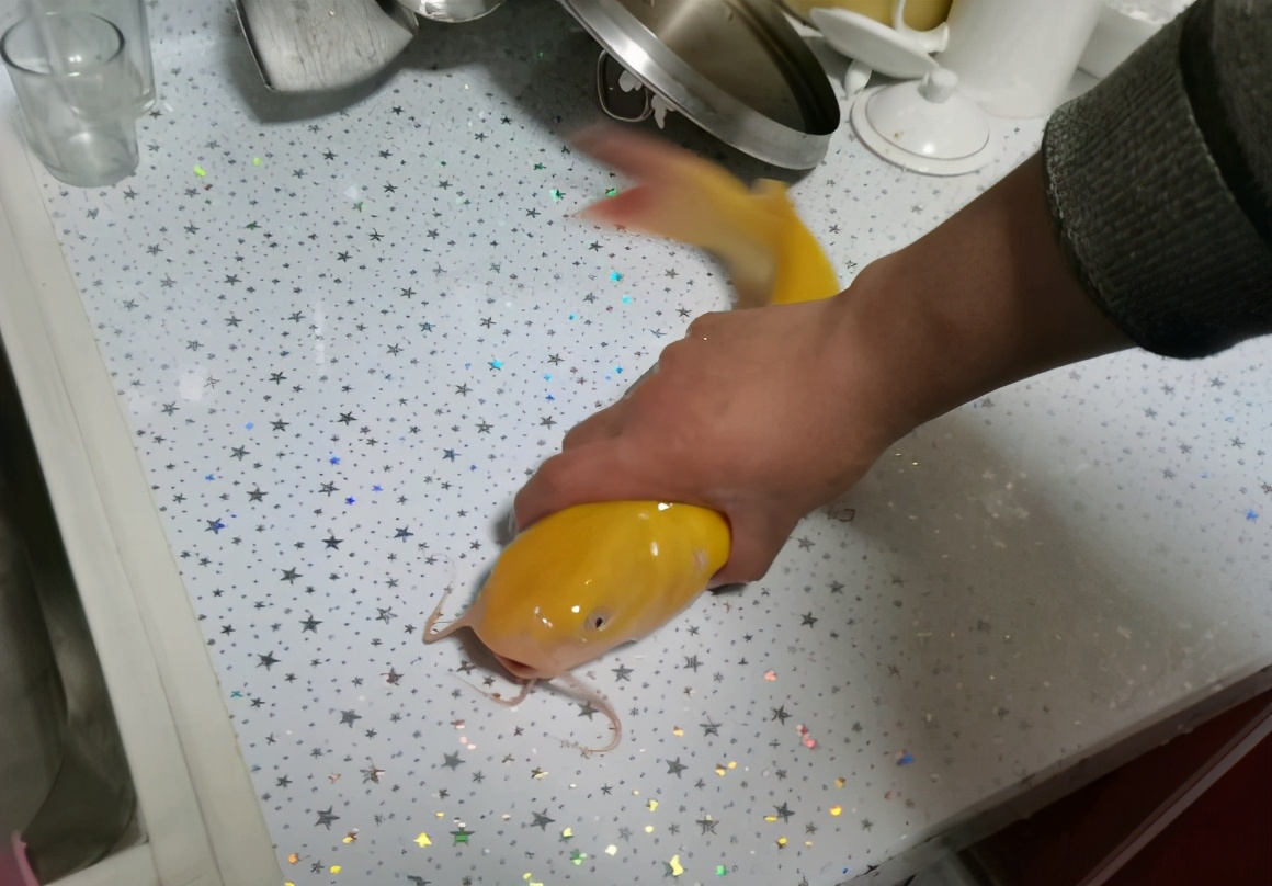 眉山钓鱼者钓了一条鲶鱼,四川钓活鮰鱼