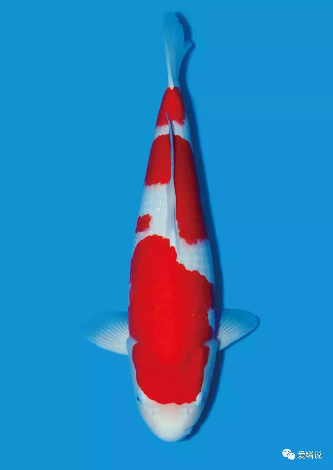 锦鲤怎么喂食才合理,锦鲤如何喂食才是正确的