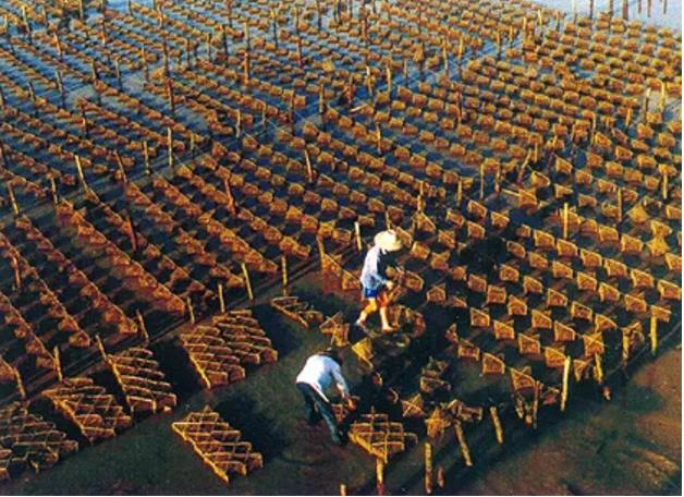 淡水珍珠和海水珍珠哪个值钱,海水珍珠和淡水珍珠的价格