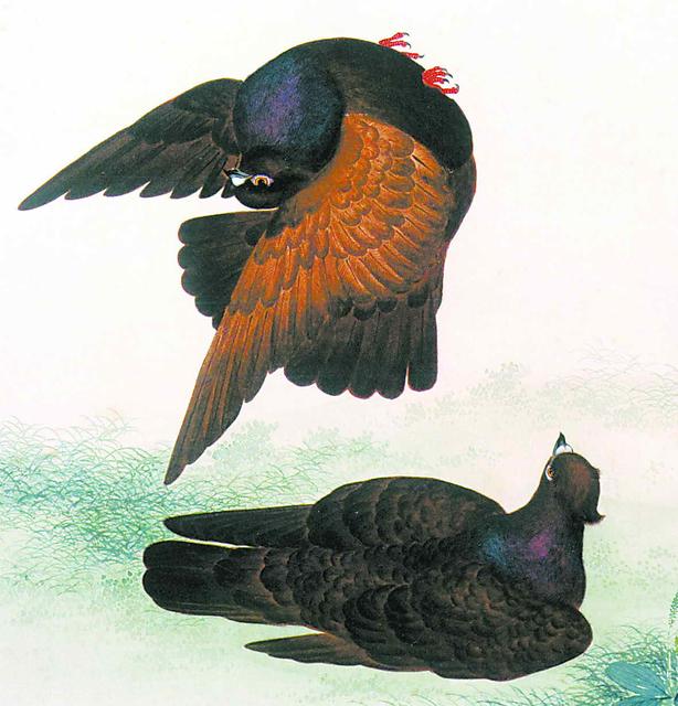 三鸽必有一鹞,三鸽出一鹞三虎出一豹