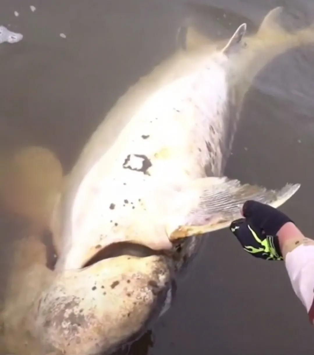 最大的鳇鱼多少斤,目前发现最大鳇鱼