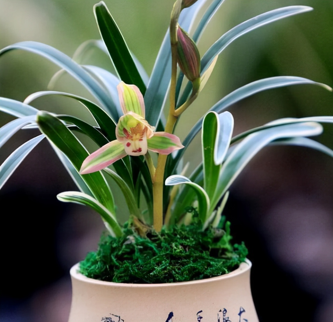 四季兰什么品种好养便宜爱开花,叶有金边的四季兰品种