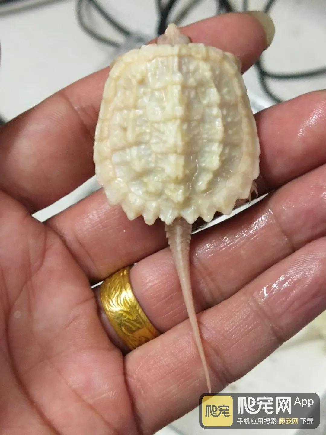 养龟苗要养几年才生蛋,新手养龟选择什么季节入手