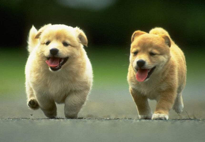 宠物狗生宝宝几天下奶,一个月大的狗狗怎么喂养奶