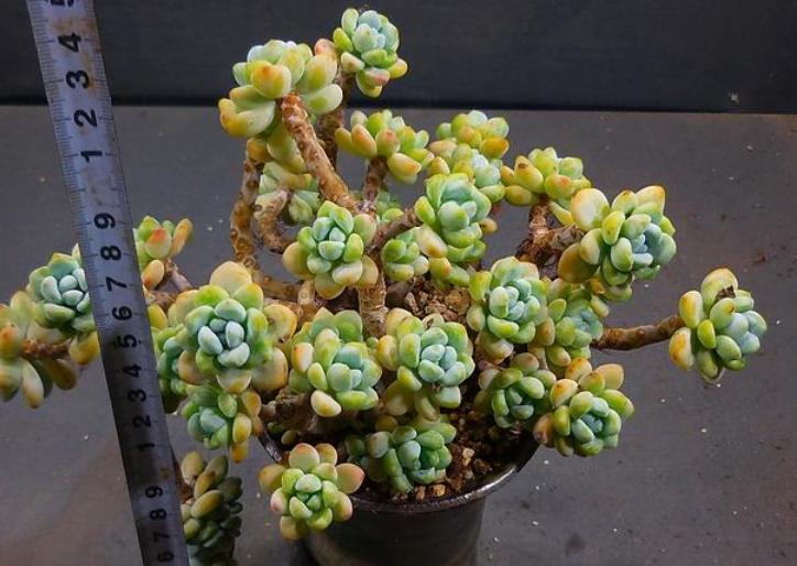 这6种多肉可不耐冻,这5种多肉植物繁殖快容易养