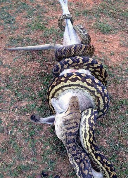 可以吃掉鳄鱼的蟒蛇,蟒蛇吞袋鼠撑死