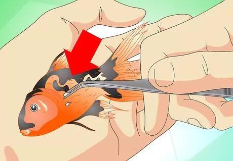 怎么救活金鱼最快最有效,如何挽救快死的金鱼