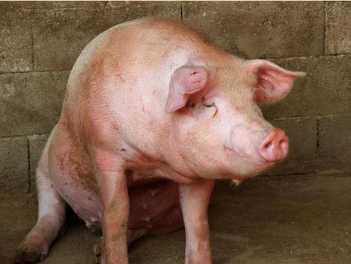 猪不吃东西没精神怎么办,猪不吃食没精神是怎么回事