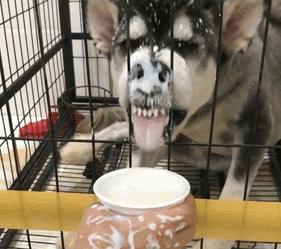 狗狗辟谣,狗狗喝牛奶辟谣