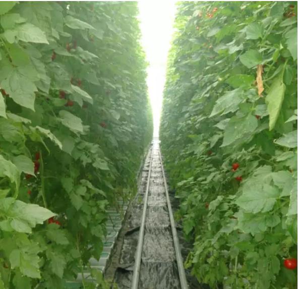 无土栽培技术视频免费,蔬菜无土栽培技术视频