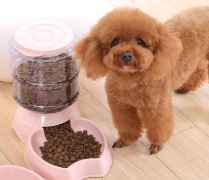 每天给狗狗梳毛的正确方法,给狗狗梳毛的正确方法