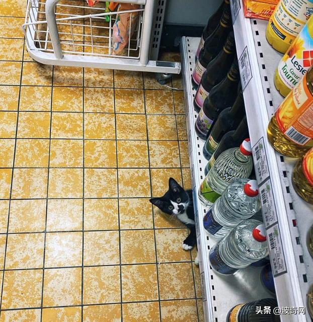 很火的宠物猫名字有哪些,比较出名的宠物猫店铺名字