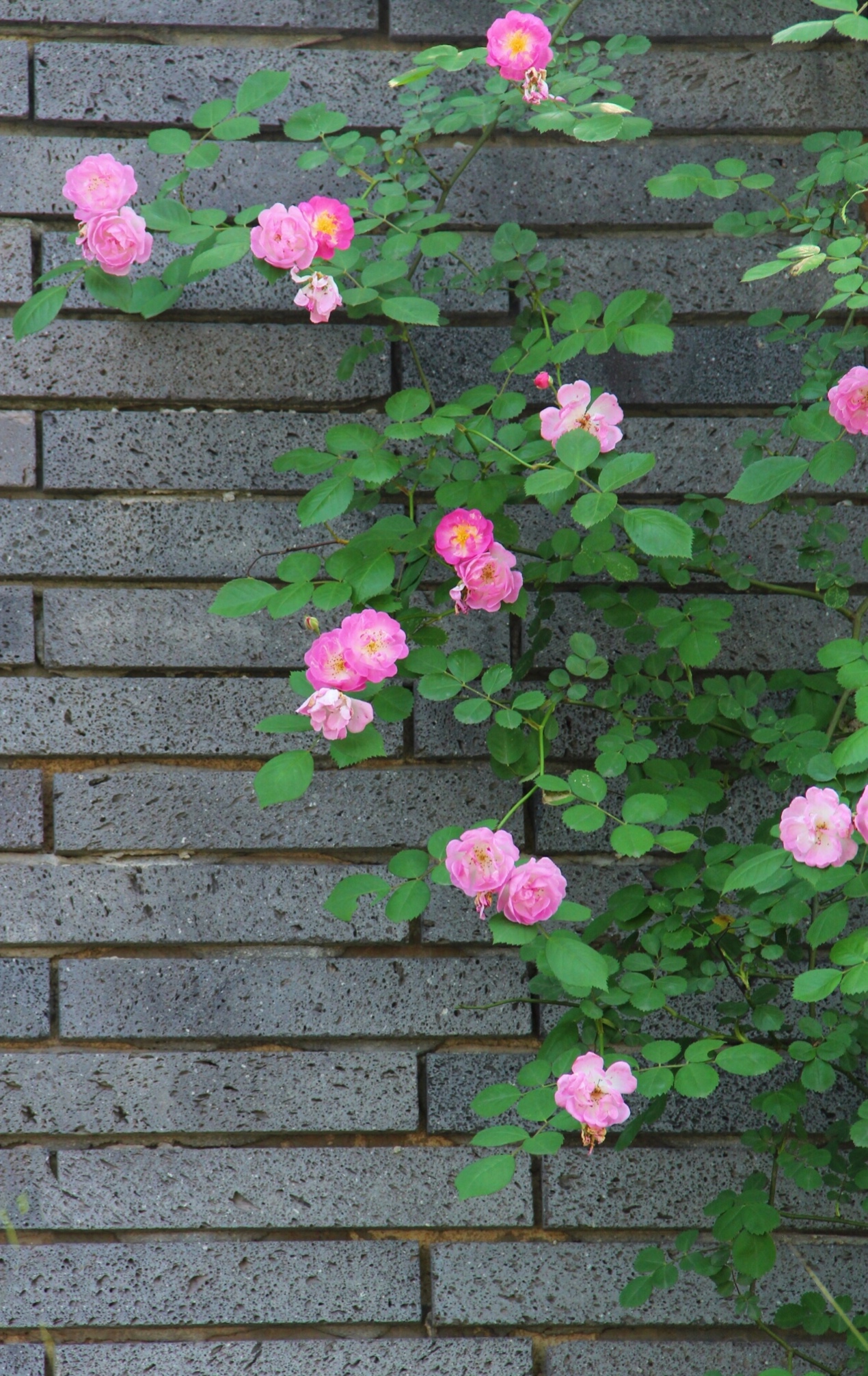 藤本蔷薇花的种植栽培方法,藤本蔷薇花架