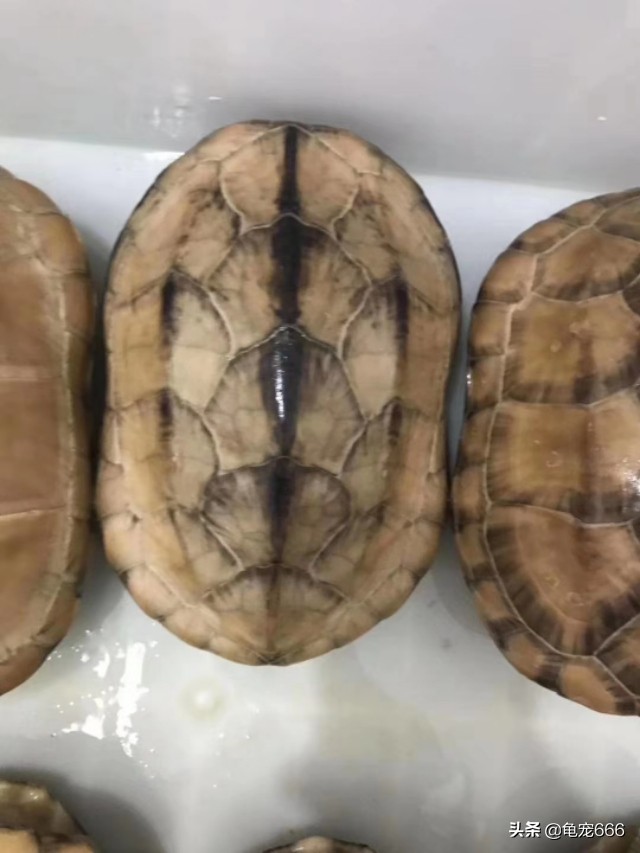 哪种乌龟不容易腐皮腐甲,乌龟腐皮腐甲烂用什么药