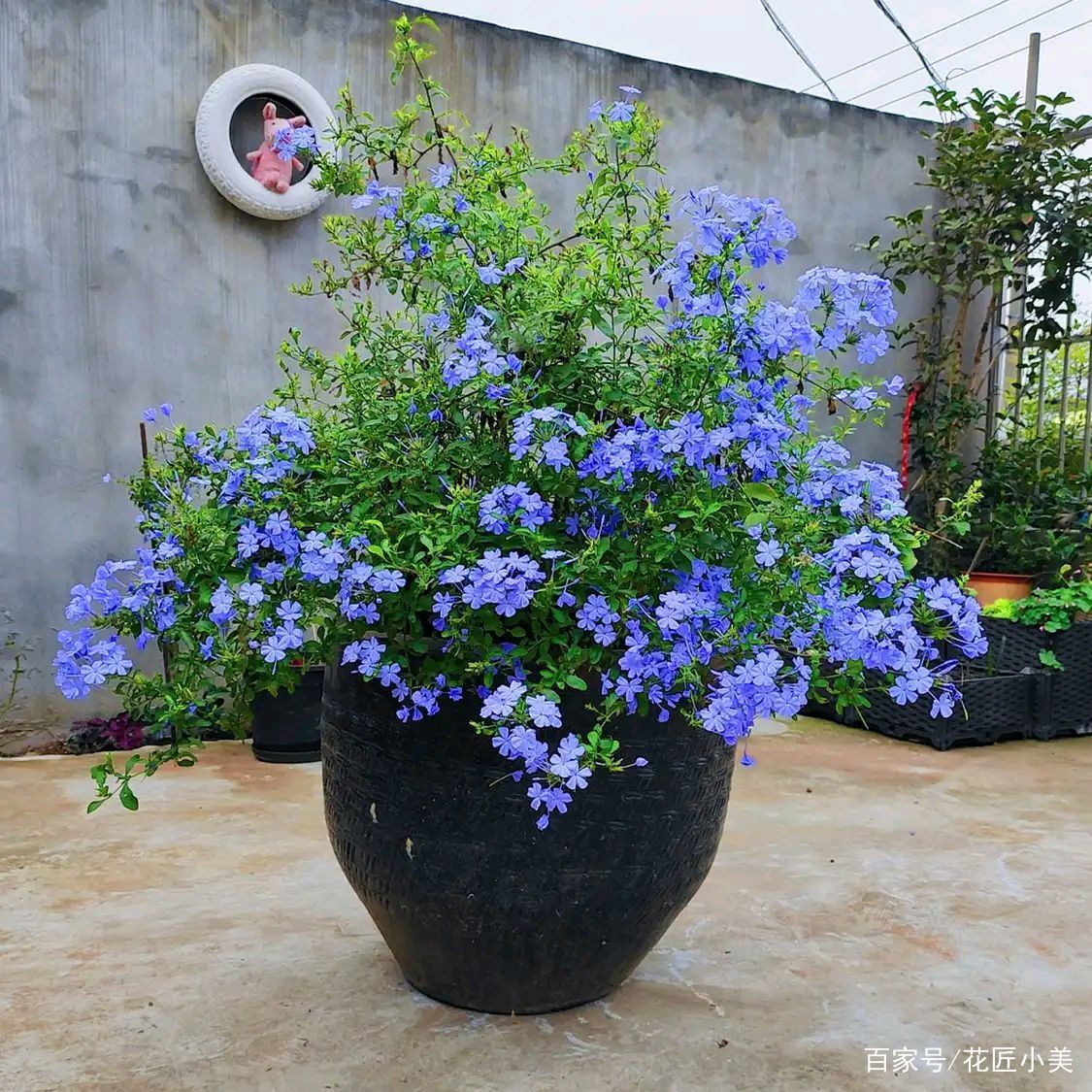 养花是个坑顺口溜,养花入的坑