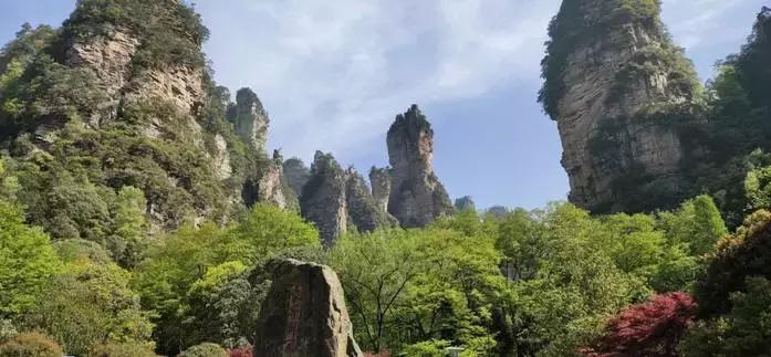 湖南张家界莓茶真的那么好吗,张家界莓茶简单介绍