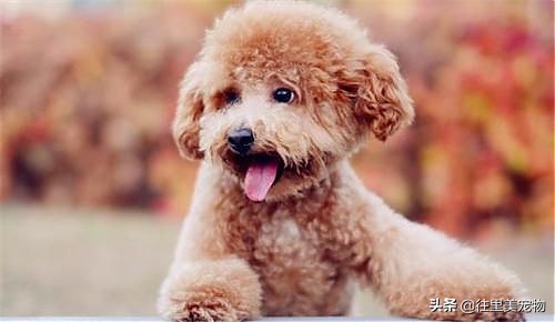 泰迪狗狗夏季如何降温,犬如何散热