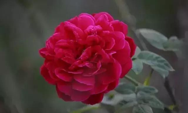 100种玫瑰的名字和图片,100种玫瑰品种科普你都认识吗