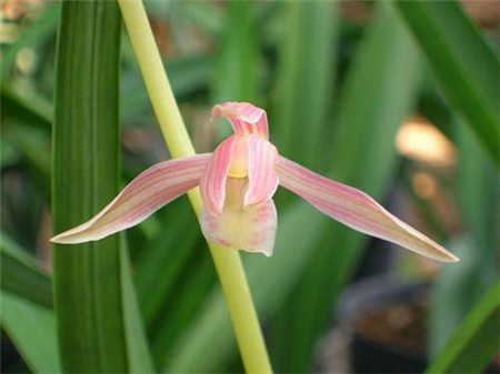 兰花品种大全最名贵的兰花,十大名贵兰花最好养活的兰花