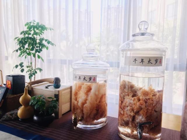 太岁是什么生物为什么很值钱,太岁是什么东西动物还是植物