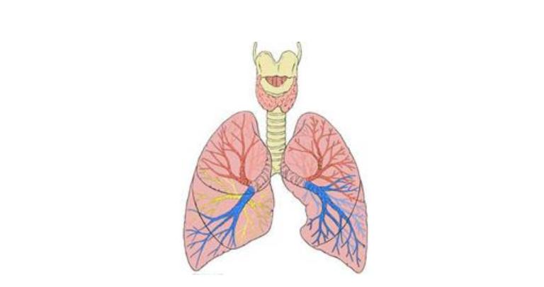 痰卡在喉咙怎么祛痰最好最快,卡在喉咙里的东西会进入气管吗