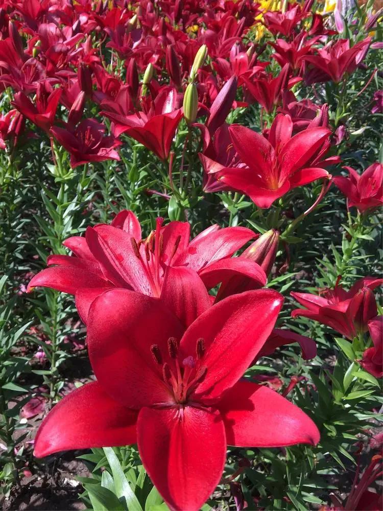 吉祥如意的百合花为您盛开