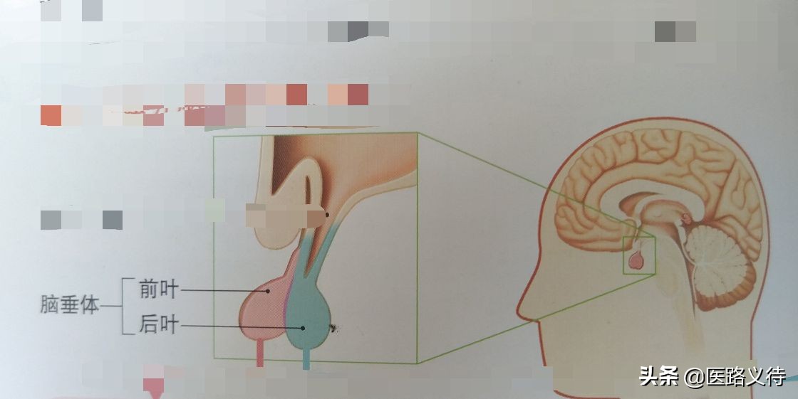 内分泌腺体的作用,内分泌有哪些重要的腺体