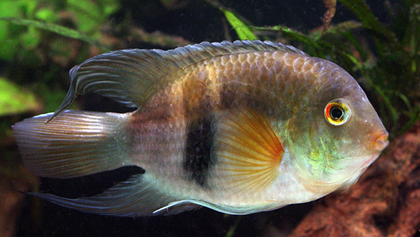 慈鲷品种,慈鲷类型