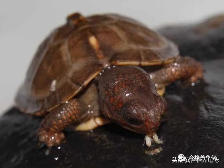 如何控制龟速,怎么控制住乌龟的头