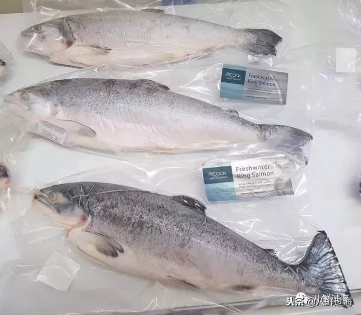 引入活青口贝、鲜帝王鲑,新西兰海产出口商的新生力量!