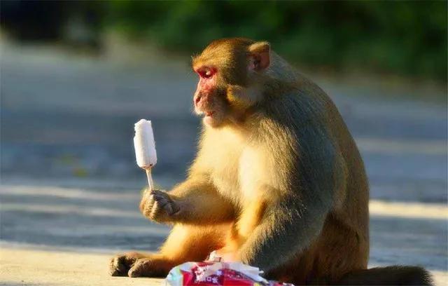 为什么猴子不能像狗一样成为宠物,猴子比狗智商高吗