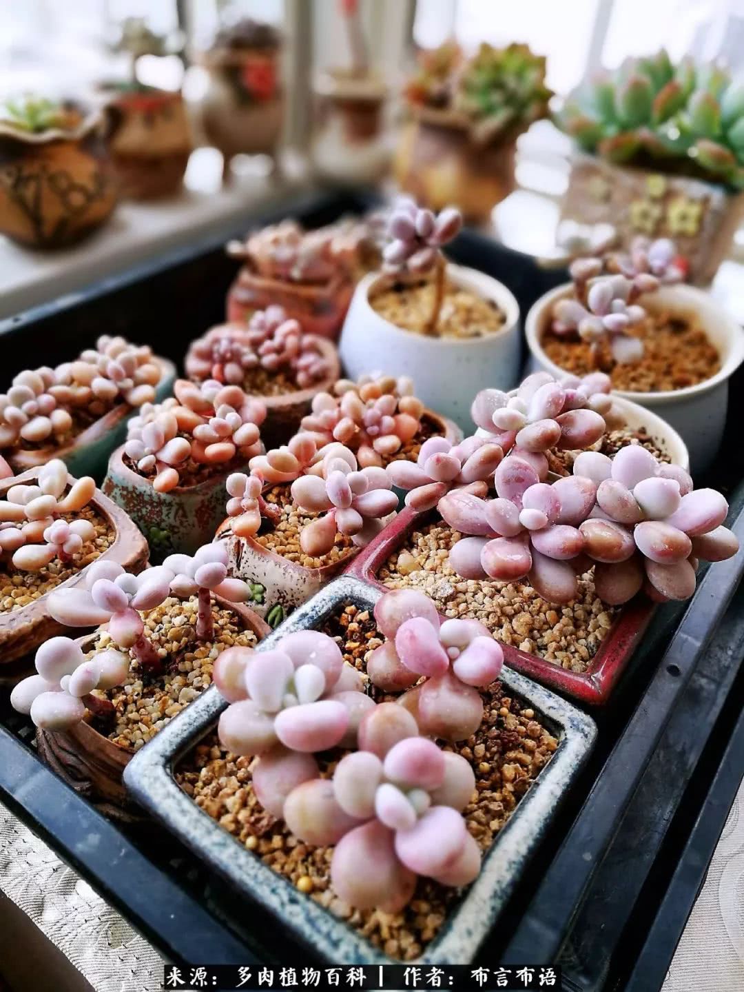 从多肉上感悟人生,多肉的真实生活感悟