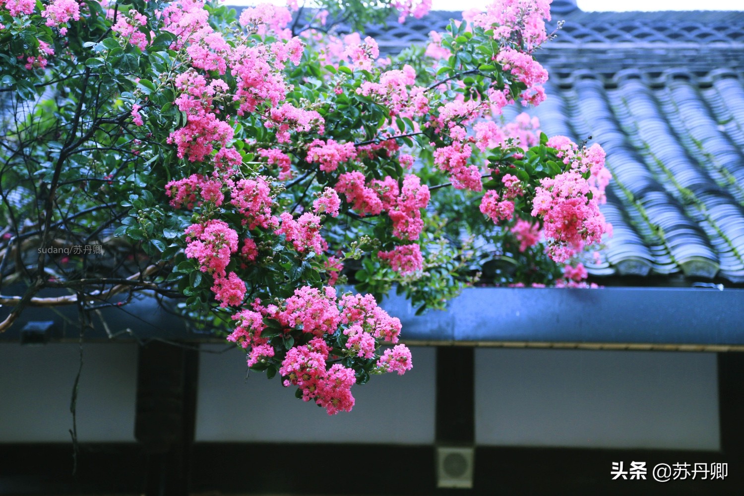 宽窄巷子只是中国2A景点，却火遍整个成都，游客去了都知道