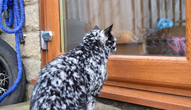 中华田园猫和狸花猫有什么区别,古代中华田园猫排行