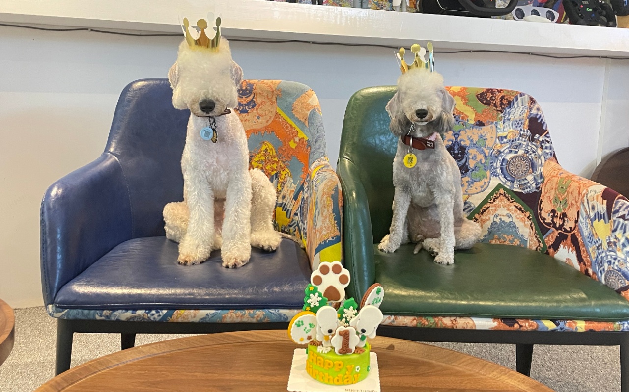 订制鲜粮导致宠物入院？宠爱四季品牌：与订制鲜粮无关