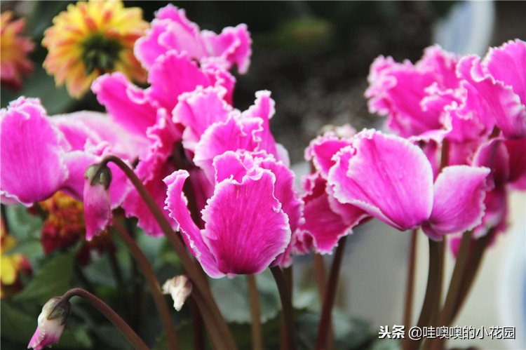 仙客来移盆倒伏的补救方法,仙客来花朵出现倒伏的原因