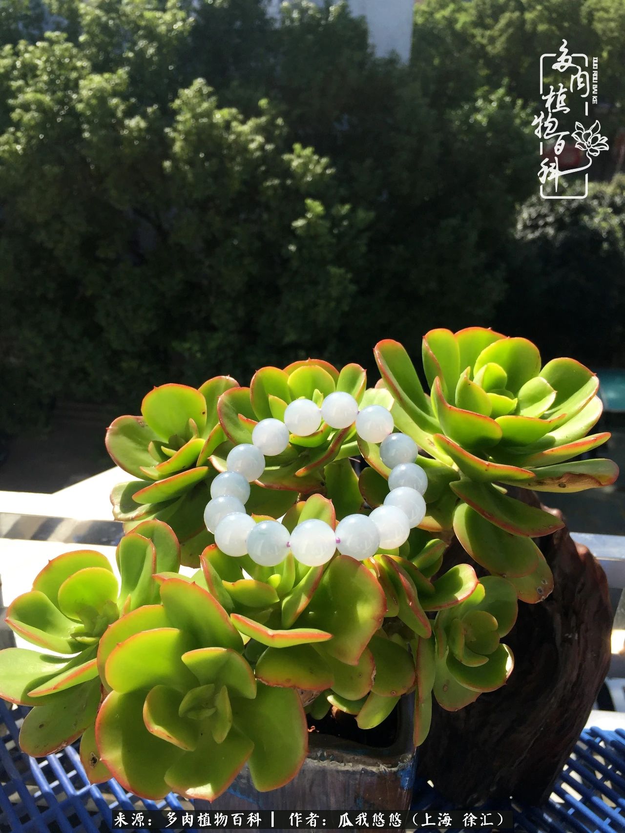 享受岁月,享受岁月静好歌曲原唱