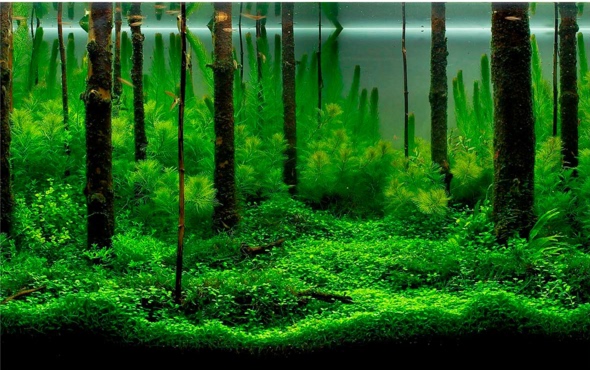 鱼缸水浑浊怎么变清冬虫夏草,鱼缸水浑浊怎么变清抖音