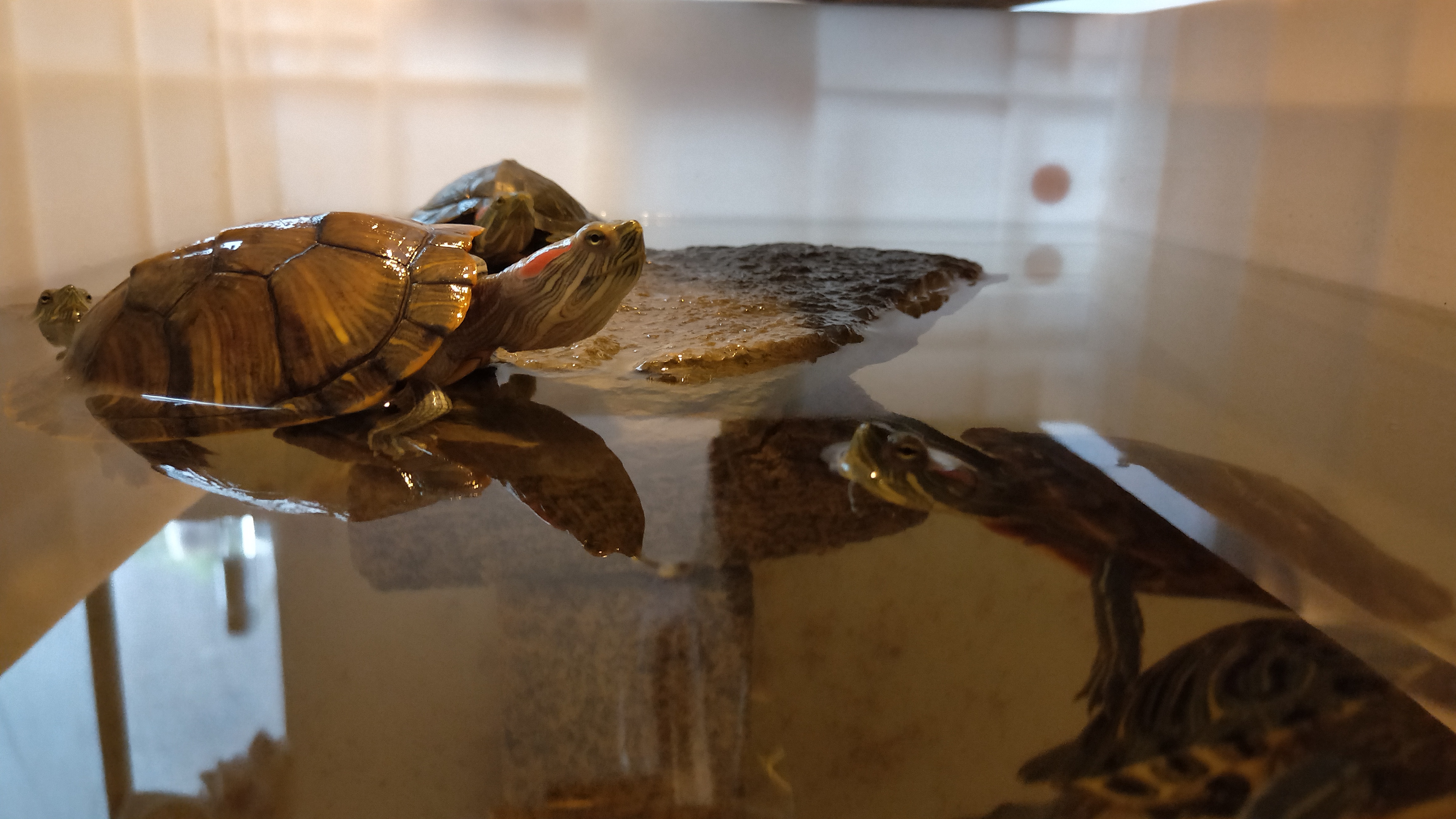 网上买的新手快乐龟缸怎么养龟,新手养龟入门基础教程